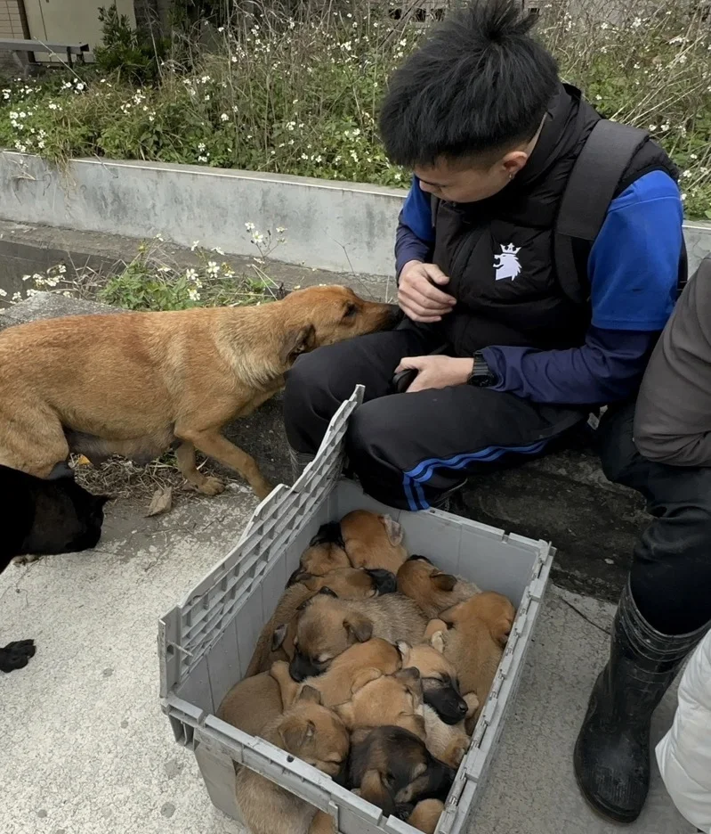 Ấm lòng! Cháy nhà máy nhựa Chương Hóa, lao động nước ngoài người lao vào biển lửa cứu 12 chú cún con, chó mẹ quấn quýt bên chân cảm ơn.